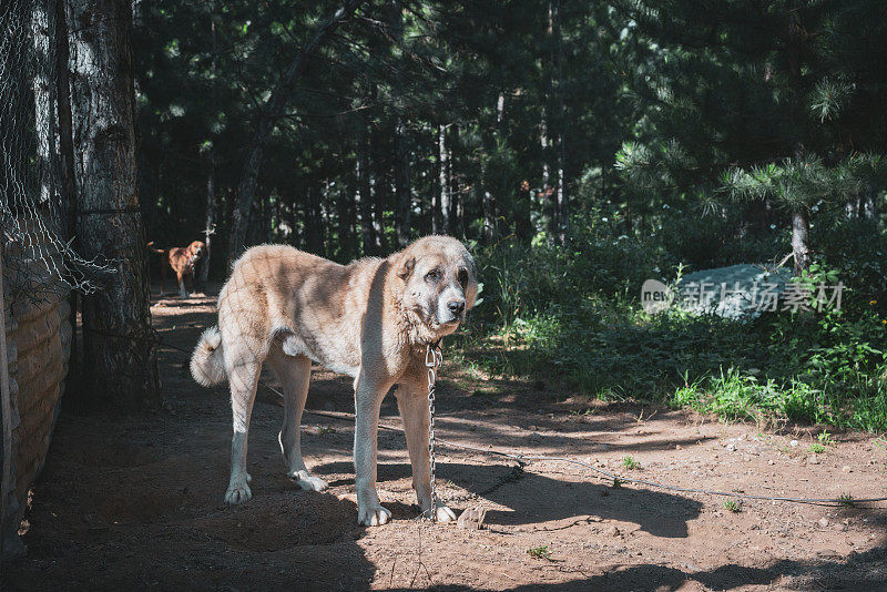 纯种Sivas Kangal狗被拴在花园里，